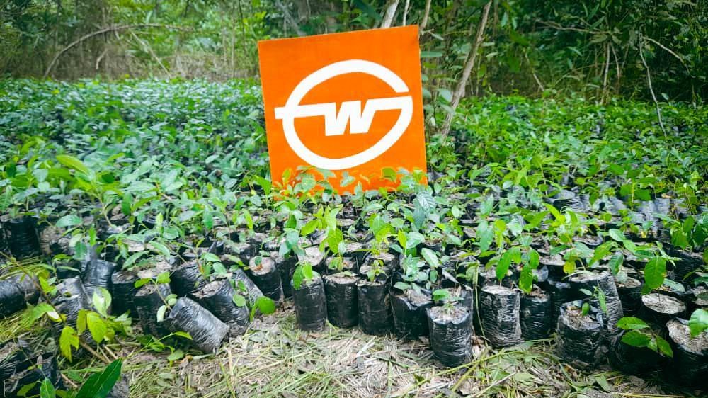 Projekt Gebrüder Weiss firemní les v Togu 